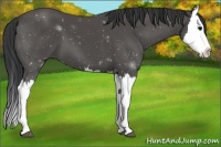 Horse Color:Black Splash