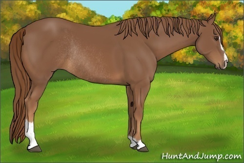 Horse Color:Chestnut Sabino Rabicano