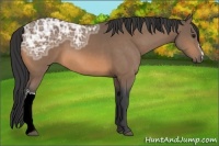 Horse Color:Buckskin Ice
