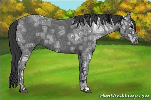 Horse Color:Blue Ice Roan Rabicano