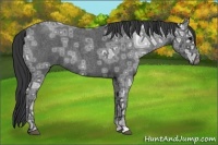 Horse Color:Blue Ice Roan Rabicano 