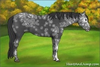 Horse Color:Blue Ice Roan Rabicano