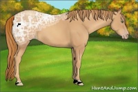 Horse Color:Gold Champagne Ice 