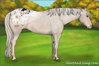 Horse Color:Palomino Ice Appaloosa 