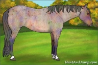 Horse Color:Nacre Buckskin Roan 