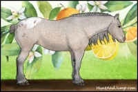 Horse Color:Buckskin Sabino Appaloosa Rabicano