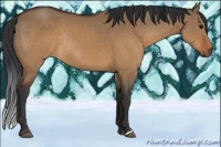 Horse Color:Brown Dun Rabicano