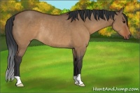 Horse Color:Brown Dun Rabicano