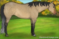 Horse Color:Brown Dun Rabicano 
