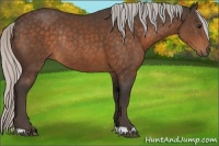Horse Color:Silver Brown Rabicano 