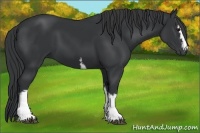 Horse Color:White Spotted Black 