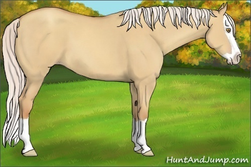 Horse Color:Silver Classic Champagne Dun Splash 