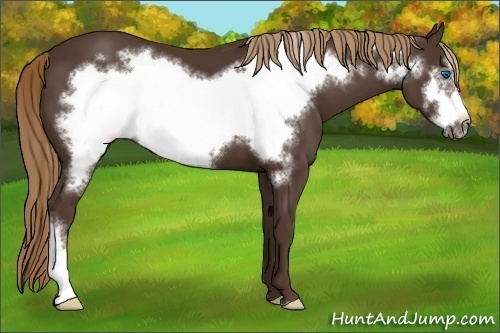 Horse Color:Liver Chestnut Frame 
