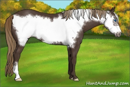 Horse Color:Liver Chestnut Frame 