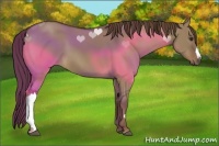 Horse Color:Liver Red Dun