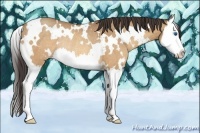 Horse Color:White Spotted Sable Champagne Sabino Splash Rabicano 