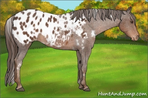 Horse Color:White Spotted Liver Chestnut Appaloosa 