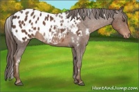 Horse Color:White Spotted Liver Chestnut Varnish 
