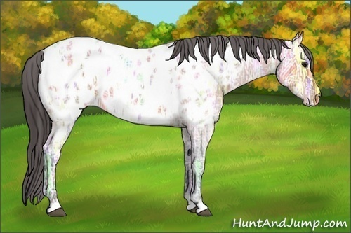 Horse Color:Bay Ice Roan Appaloosa 
