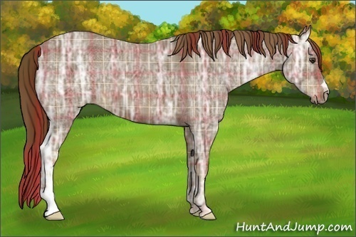 Horse Color:Plaid Red Ice Roan