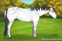 Horse Color:White Spotted Black Ice Near Leopard Rabicano 
