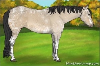 Horse Color:White Spotted Buckskin Ice Dun 