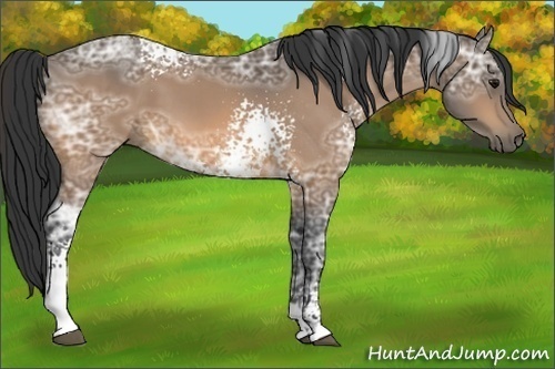 Horse Color:White Spotted Buckskin Ice 