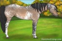 Horse Color:White Spotted Buckskin Ice