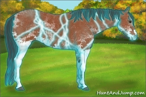 Horse Color:Thunderstruck White Spotted Bay