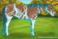 Horse Color:Thunderstruck White Spotted Bay