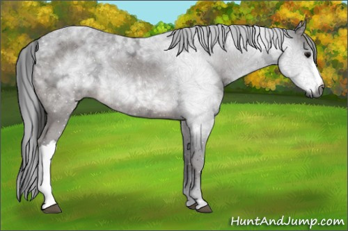 Horse Color:Gray Bay Ice 