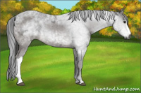 Horse Color:Gray Bay Ice 