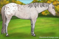 Horse Color:Bay Ice Appaloosa Rabicano
