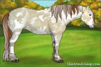 Horse Color:White Spotted Red Dun Ice Splash 