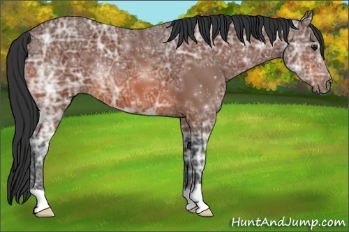 Horse Color:Bay Ice 