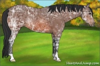 Horse Color:Bay Ice 