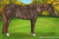 Horse Color:Chestnut Ice Rabicano