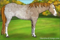 Horse Color:Painted Chestnut Ice Sabino Splash 