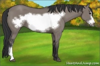 Horse Color:Grullo Frame