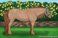 Horse Color:Red Roan Rabicano 