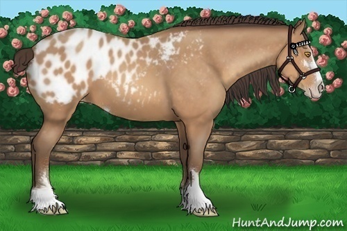 Horse Color:Amber Champagne Sabino Appaloosa 