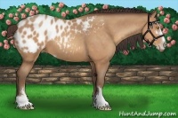 Horse Color:Amber Champagne Sabino Appaloosa 