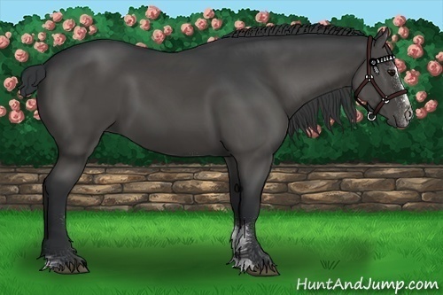 Horse Color:Black Sabino 