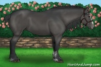 Horse Color:Black Sabino