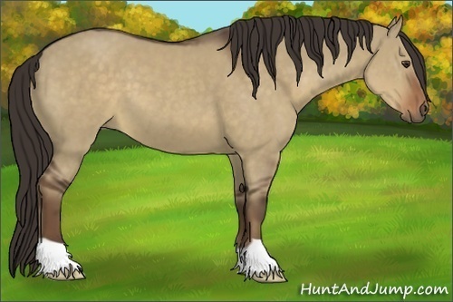 Horse Color:Liver Red Dun 
