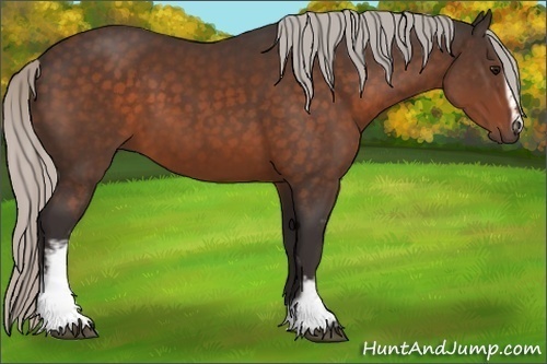 Horse Color:White Spotted Silver Brown Sabino 