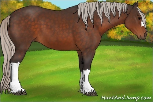 Horse Color:Silver Bay 