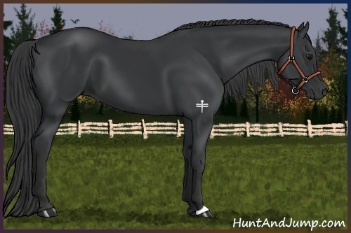 Horse Color:Black 