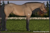 Horse Color:Brown Dun 