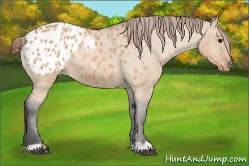 Horse Color:Bay Dun Appaloosa 